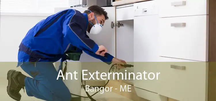 Ant Exterminator Bangor - ME