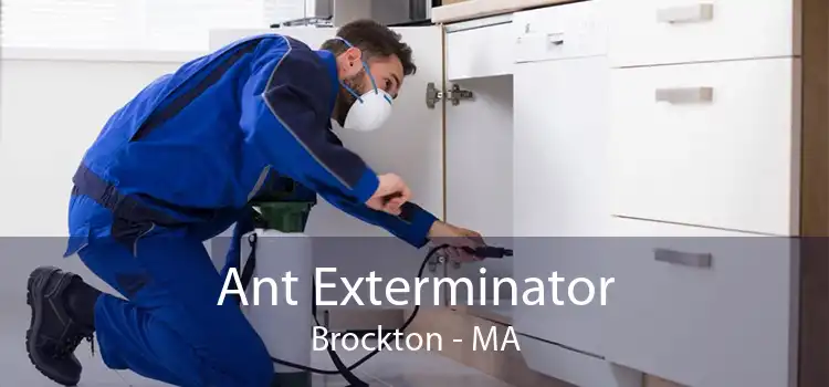 Ant Exterminator Brockton - MA