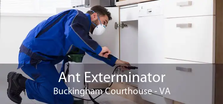 Ant Exterminator Buckingham Courthouse - VA