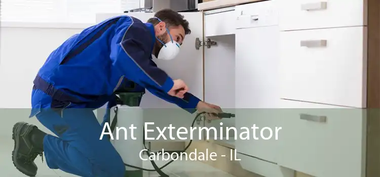Ant Exterminator Carbondale - IL