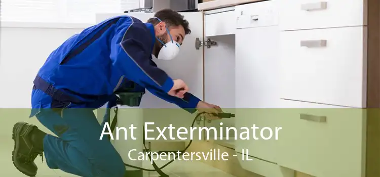 Ant Exterminator Carpentersville - IL