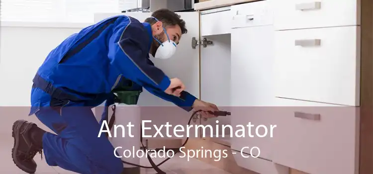Ant Exterminator Colorado Springs - CO