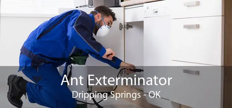 Ant Exterminator Dripping Springs - OK