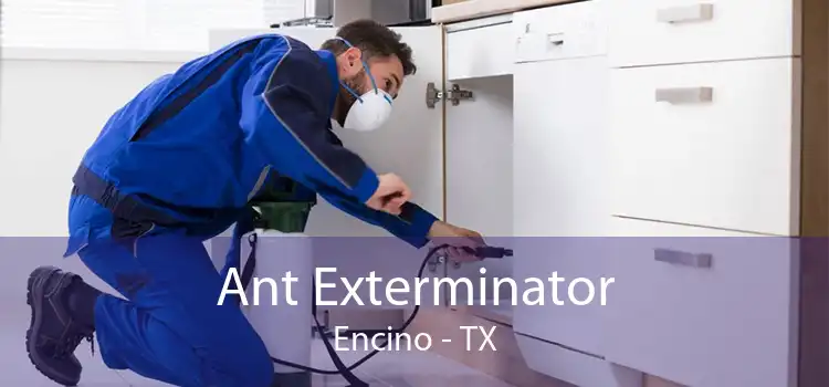 Ant Exterminator Encino - TX