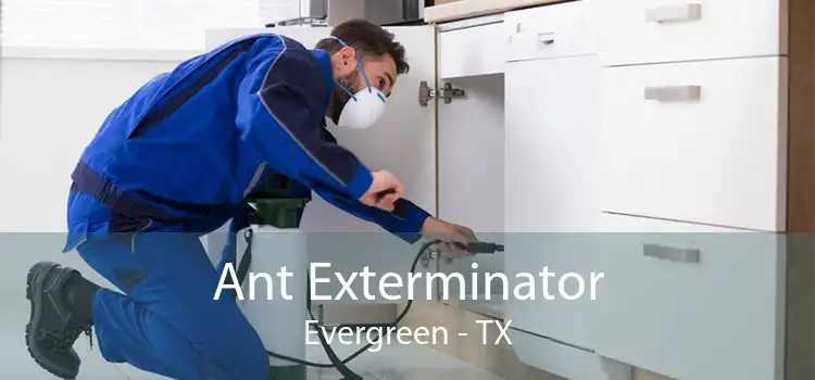 Ant Exterminator Evergreen - TX