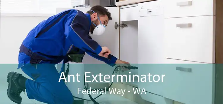 Ant Exterminator Federal Way - WA
