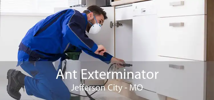 Ant Exterminator Jefferson City - MO