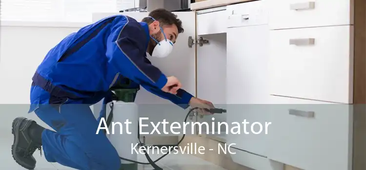 Ant Exterminator Kernersville - NC