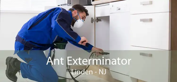 Ant Exterminator Linden - NJ