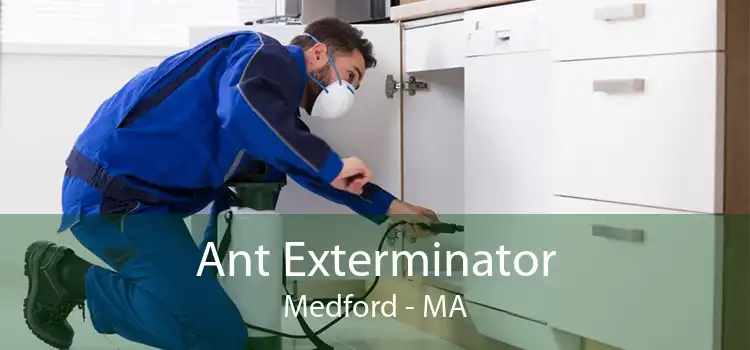 Ant Exterminator Medford - MA