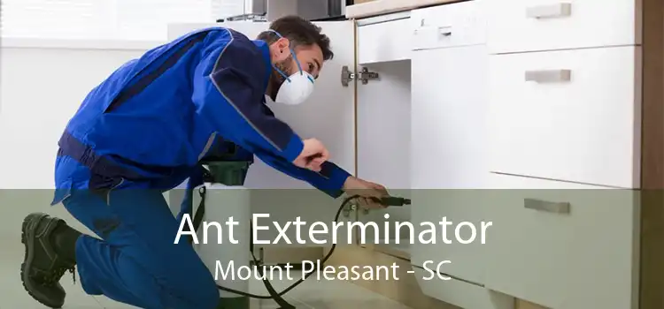 Ant Exterminator Mount Pleasant - SC