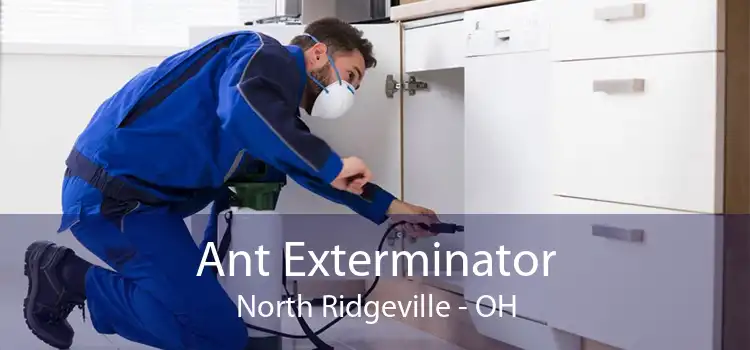 Ant Exterminator North Ridgeville - OH