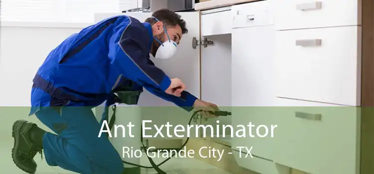 Ant Exterminator Rio Grande City - TX