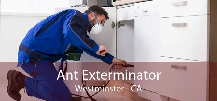Ant Exterminator Westminster - CA