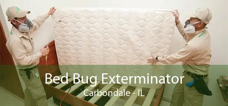 Bed Bug Exterminator Carbondale - IL