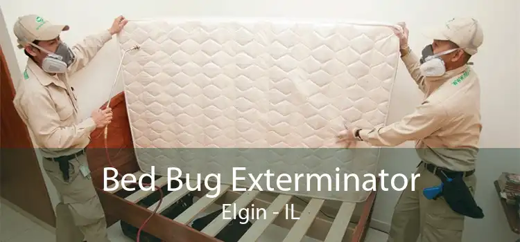 Bed Bug Exterminator Elgin - IL