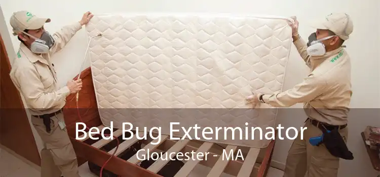 Bed Bug Exterminator Gloucester - MA