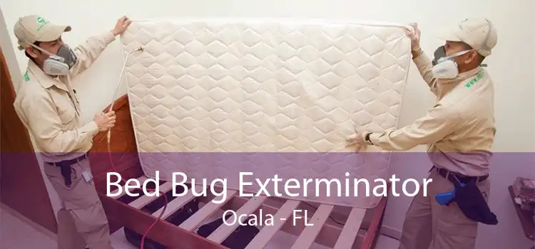 Bed Bug Exterminator Ocala - FL