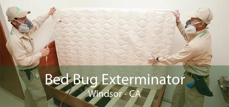 Bed Bug Exterminator Windsor - CA