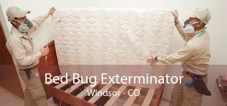 Bed Bug Exterminator Windsor - CO