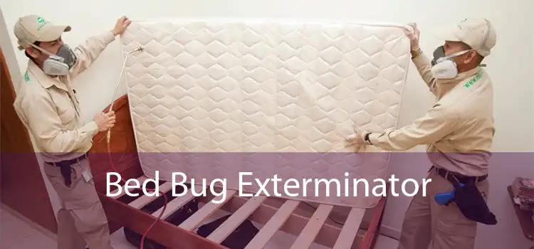 Bed Bug Exterminator 