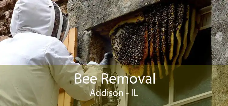 Bee Removal Addison - IL