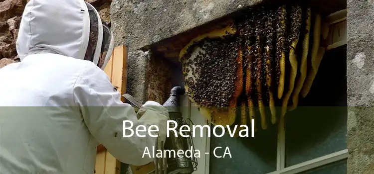 Bee Removal Alameda - CA