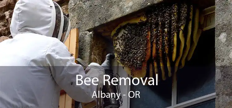 Bee Removal Albany - OR