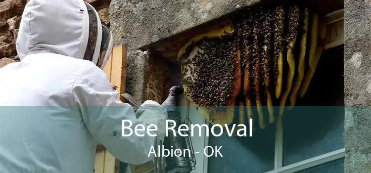 Bee Removal Albion - OK