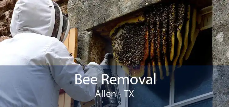 Bee Removal Allen - TX