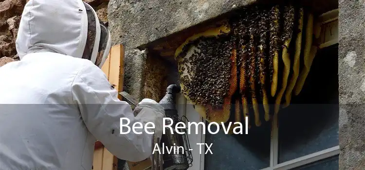 Bee Removal Alvin - TX