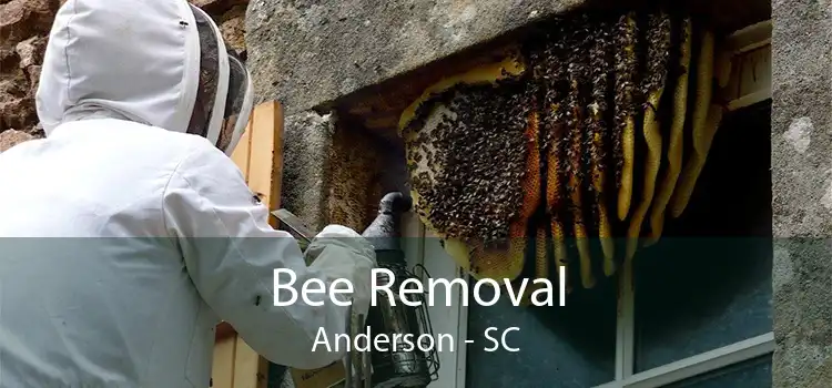 Bee Removal Anderson - SC