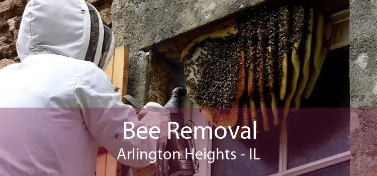 Bee Removal Arlington Heights - IL