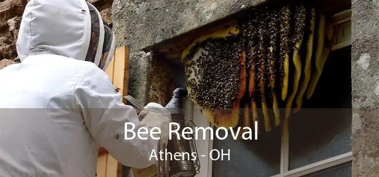 Bee Removal Athens - OH