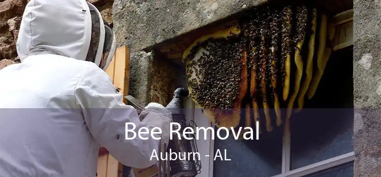 Bee Removal Auburn - AL