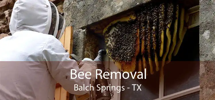 Bee Removal Balch Springs - TX