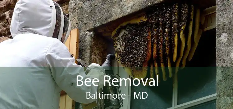 Bee Removal Baltimore - MD
