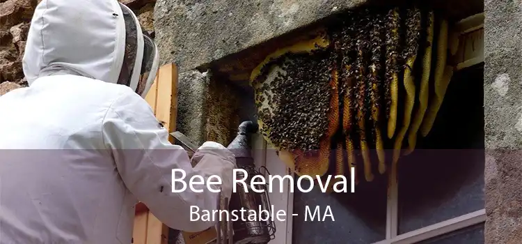 Bee Removal Barnstable - MA