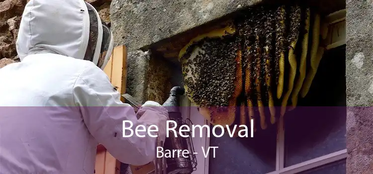 Bee Removal Barre - VT