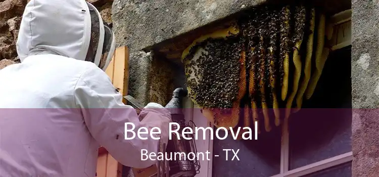 Bee Removal Beaumont - TX