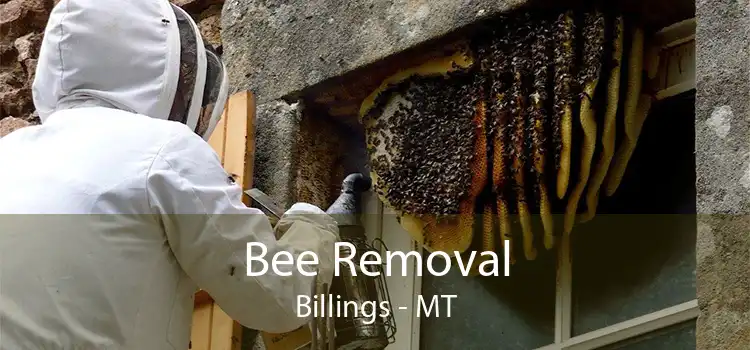 Bee Removal Billings - MT