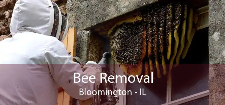 Bee Removal Bloomington - IL