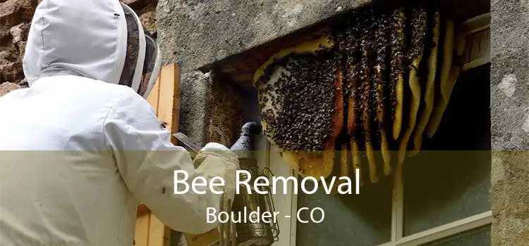 Bee Removal Boulder - CO