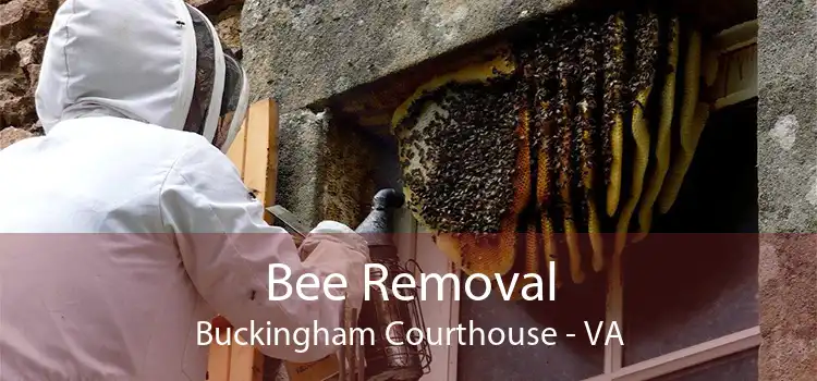 Bee Removal Buckingham Courthouse - VA