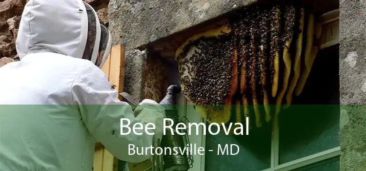 Bee Removal Burtonsville - MD