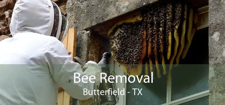 Bee Removal Butterfield - TX