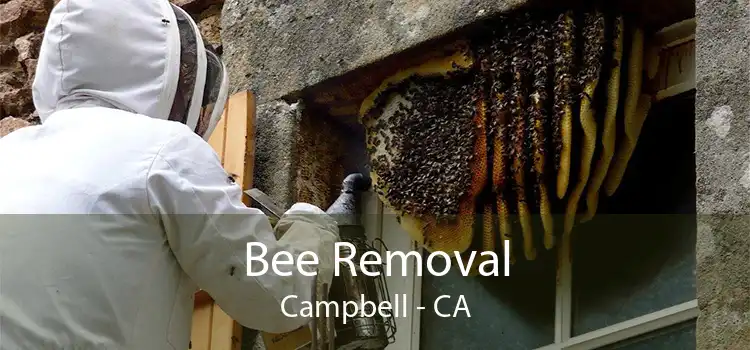 Bee Removal Campbell - CA
