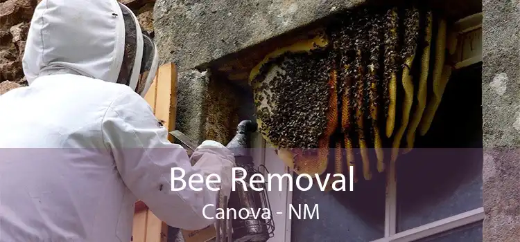 Bee Removal Canova - NM