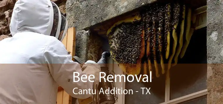 Bee Removal Cantu Addition - TX