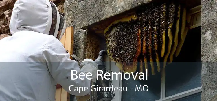 Bee Removal Cape Girardeau - MO
